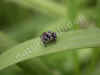 nk-4296-springspinne-270705-48-150.jpg (57777 Byte)