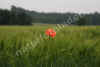 nk-4670-klatschmohn-fernewald-190507.jpg (92992 Byte)