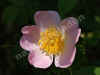 nk-5509-wildrose-240508.jpg (39292 Byte)