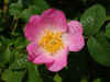 nk-5513-wildrose-240508.jpg (53586 Byte)
