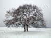 nk-6261-zwillingseiche-271105.jpg (79494 Byte)