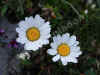 nk-7245-alpen-margerite-280607.jpg (49997 Byte)