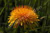 nk-7788-loewenzahn-060506.jpg (43228 Byte)