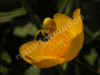 nk-7977-krabbenspinne-v-120506.jpg (36788 Byte)