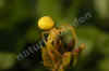 nk-7980-krabbenspinne-v-120506.jpg (28813 Byte)