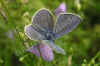nk-P1010149-hauhechel-290706.jpg (60706 Byte)