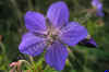 nk-P1010357-storchschnabel-wi-020906.jpg (52208 Byte)
