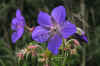 nk-P1010361-storchschnabel-wi-020906.jpg (40617 Byte)