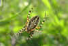 nk- P6090049-eichblattspinne-090606.jpg (38821 Byte)