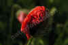 nk-P6090071-klatschmohn-090606.jpg (42013 Byte)