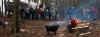 17110-holzstrich-180206.jpg (110591 Byte)